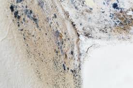 Why You Should Choose Our Mold Remediation Services in Centre, AL